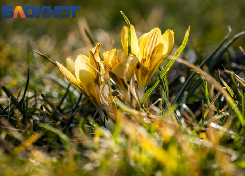 Дыхание весны: в парке Галицкого в Краснодаре распустились крокусы