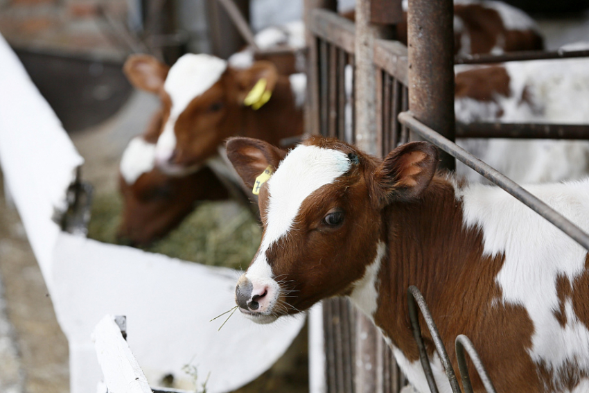 Новые фермы, масштабный выход на экспорт и увеличение производимой продукции: как развивается животноводство на Кубани 