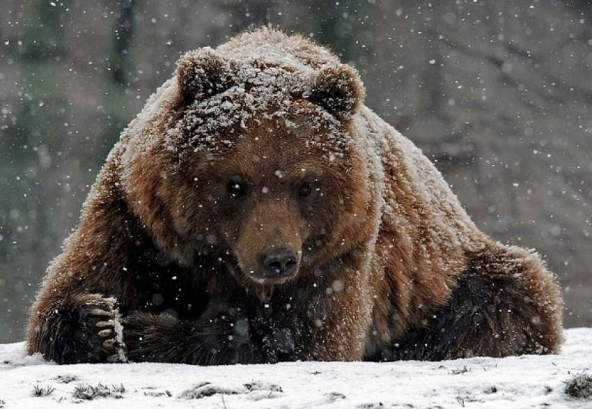 Кубанский охотник ждет суда из-за фото с медведем