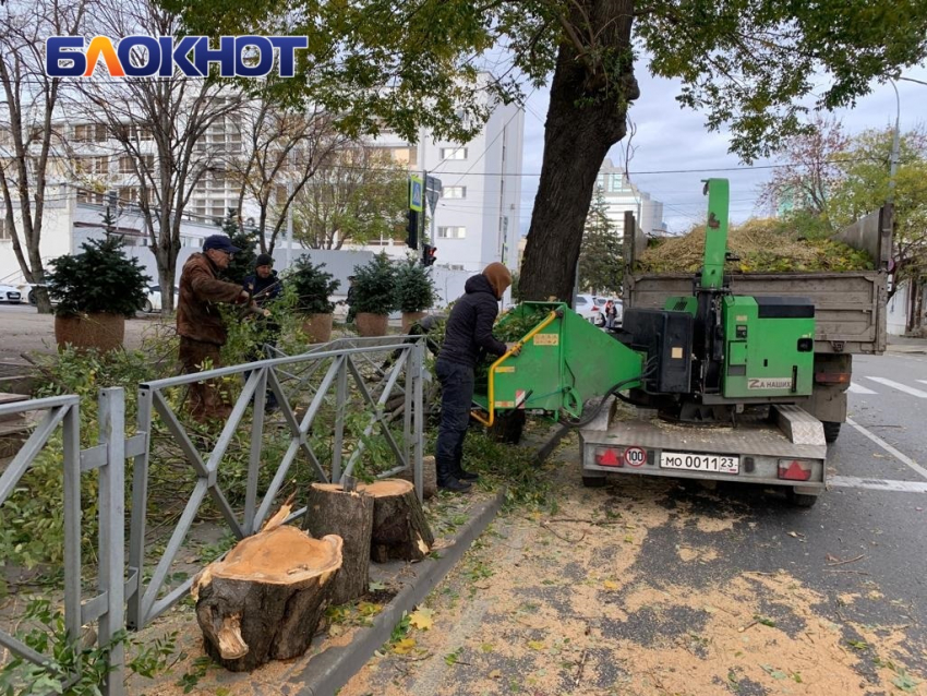 Рядом с администрацией Краснодара упало дерево: мэр ввёл режим повышенной готовности