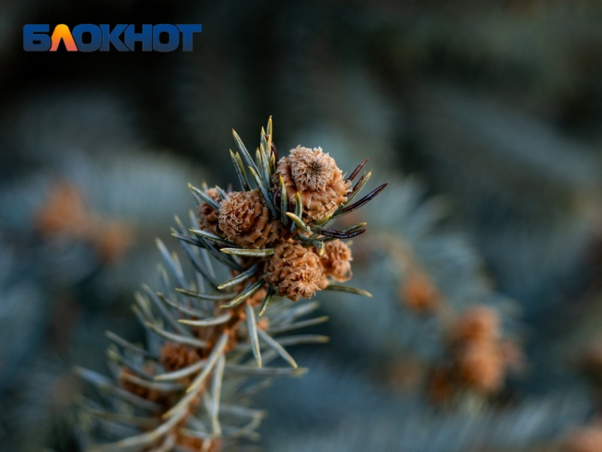 Елочные базары «распахнули двери» в Краснодаре