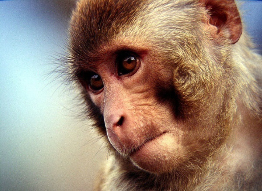 На Кубани ученые создадут искусственные органы для обезьян