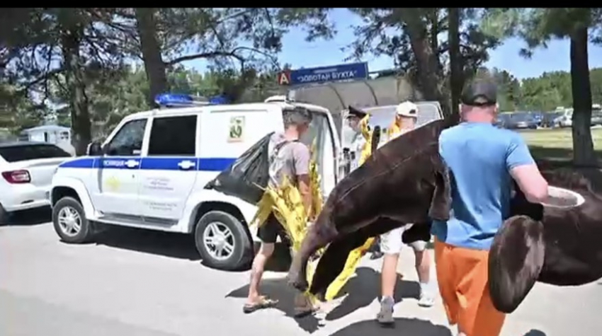 В Геленджике чиновники и полиция поймали выманивающих у прохожих деньги коней и русалок 