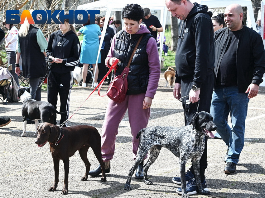 Жёсткий учёт и большие штрафы: как зооволонтёры Краснодара оценили идею обязательной регистрации животных