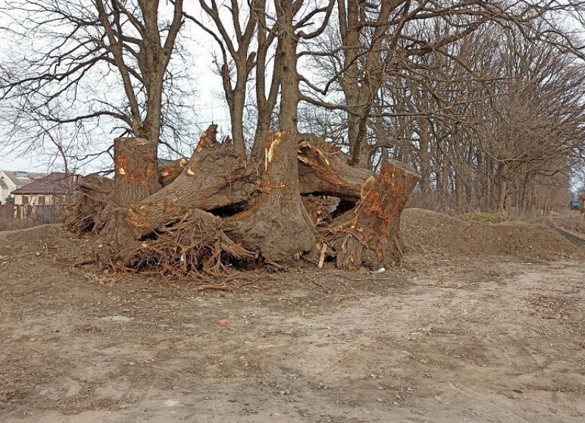 Часть лесополосы между Краснодаром и Динским районом вырубили из-за стройки