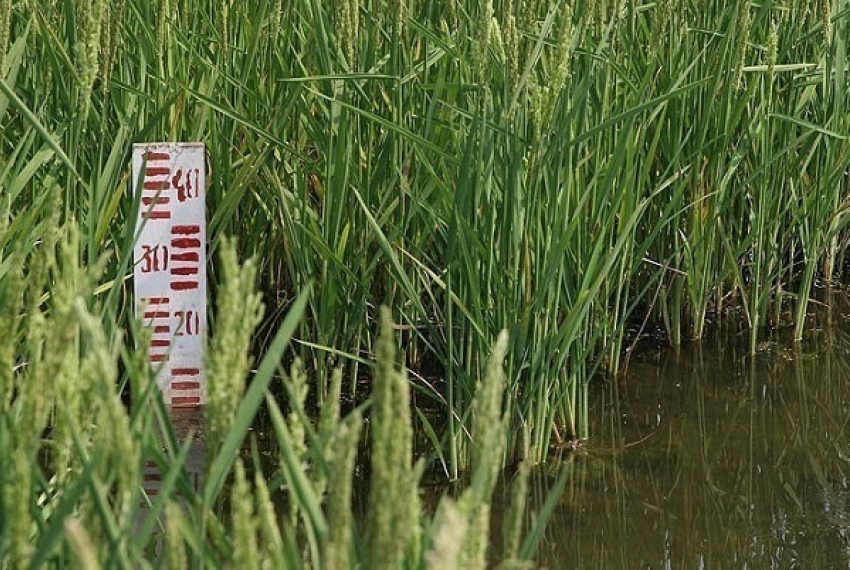 На Кубани нашли пропавшего мальчика в рисовом поле