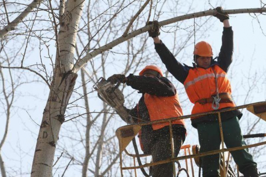 В Краснодаре заработал онлайн-сервис, куда жители могут пожаловаться на нарушения обрезки деревьев