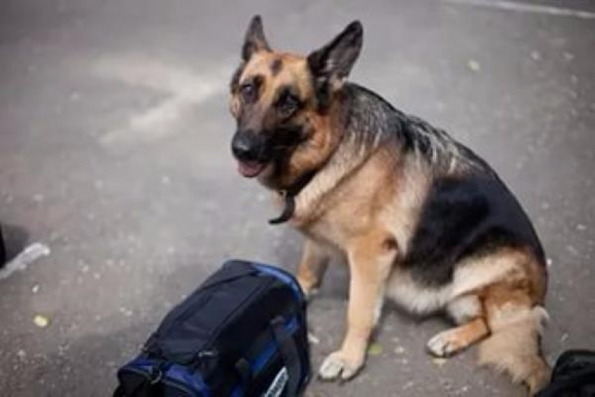 В сигаретной пачке смогла учуять наркотики служебная собака из Карасунского округа