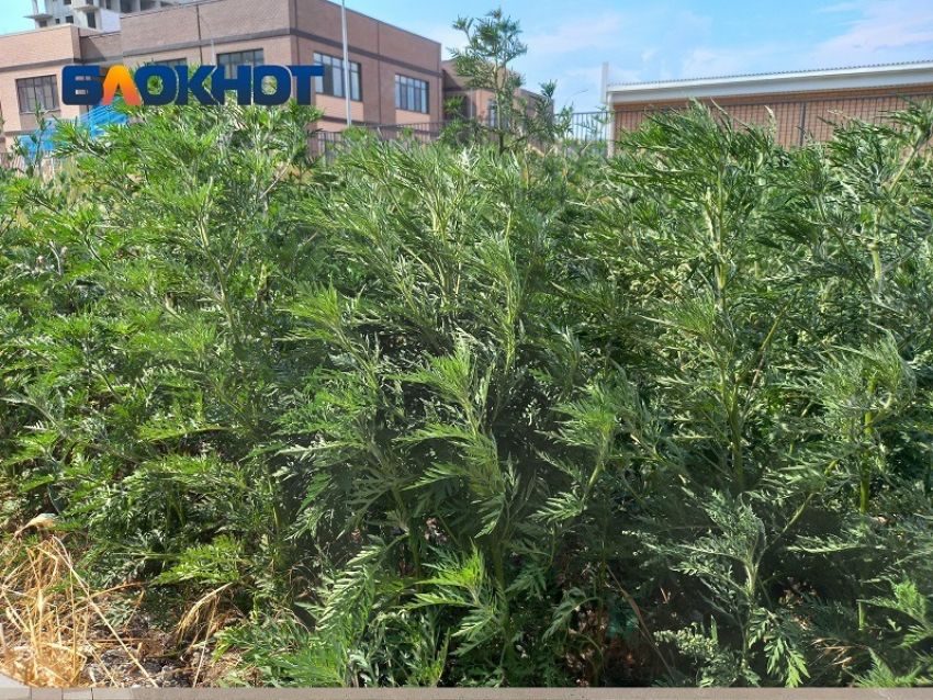 Краснодарцев-аллергиков предупредили о высокой активности пыльцы амброзии 