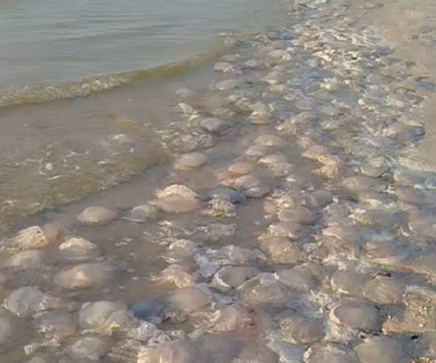 Тысячи мёртвых медуз обнаружили на берегу моря в Краснодарском крае