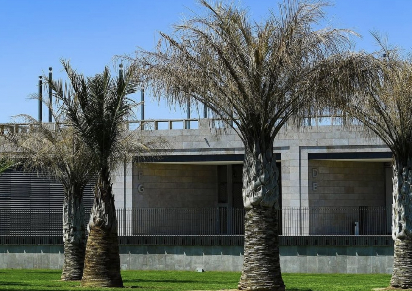 Растение из Чили: как «слоновые пальмы» выживают зимой в парке Галицкого
