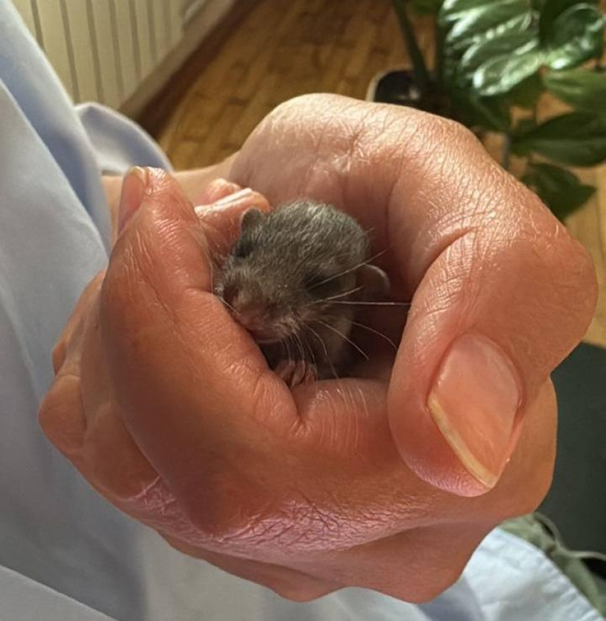 В Краснодарском крае пытаются спасти необычного новорожденного зверька 