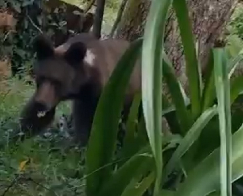 В Лазаревском дикий медведь гулял по улицам: видео