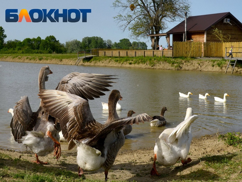 Объём производства в малых хозяйствах АПК Краснодара вырос за год