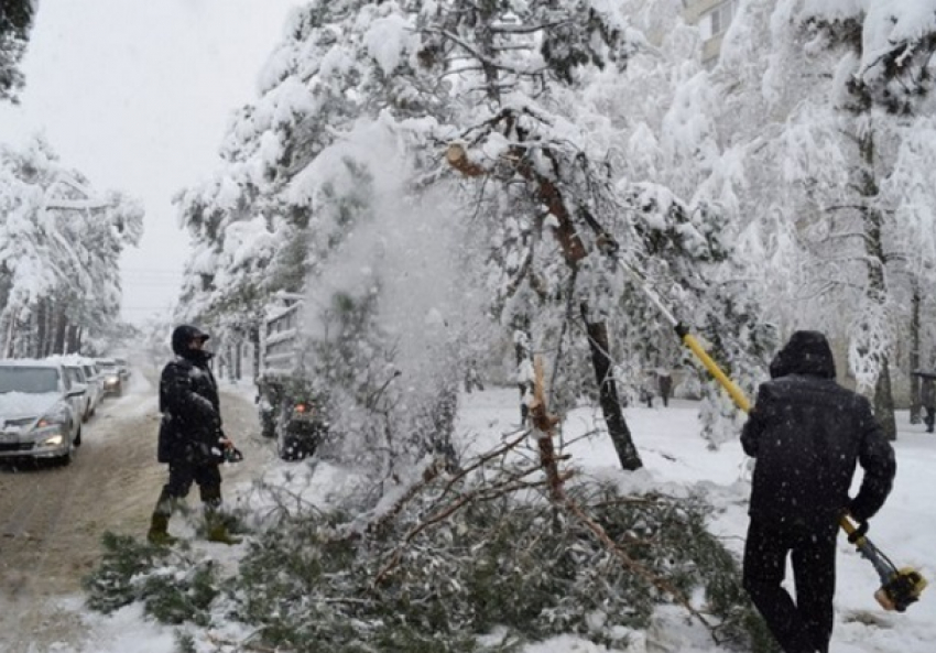 В Горячем Ключе стихия повалила крупные деревья 