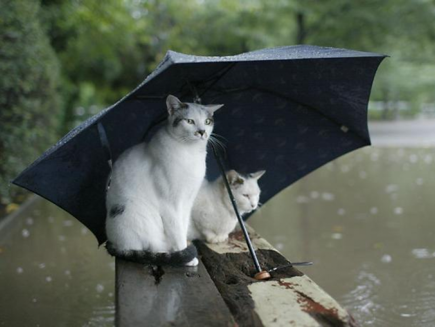 «Без зонтика не обойтись»: в Краснодарском крае ожидаются дожди