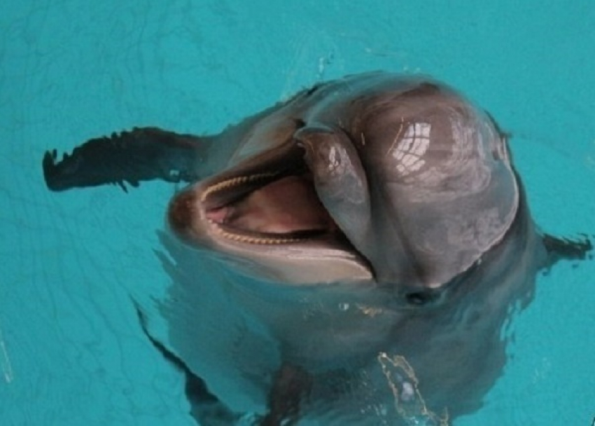 В Сочи не могут определить пол у рожденного дельфиненка