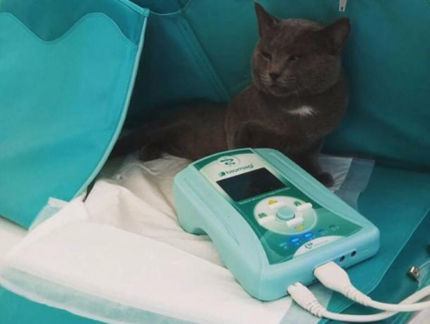 Новинка для Краснодара: ветклиника «Доверие» запустила магнитотерапию для животных