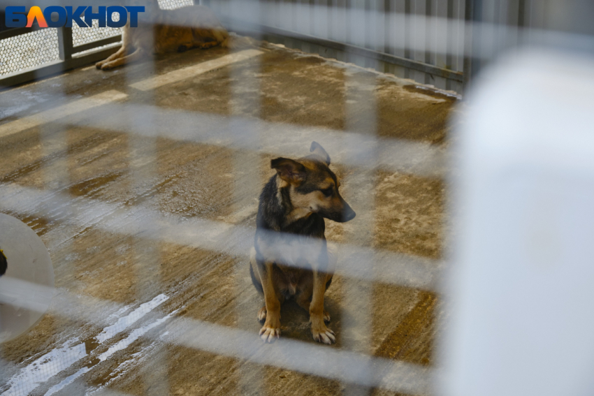 Четырехлетнюю девочку из Краснодара загрызла собака в Сочи