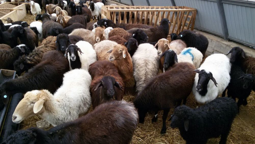 600 овец, 200 коз и 60 коров примут участие в «Марше на Краснодар»
