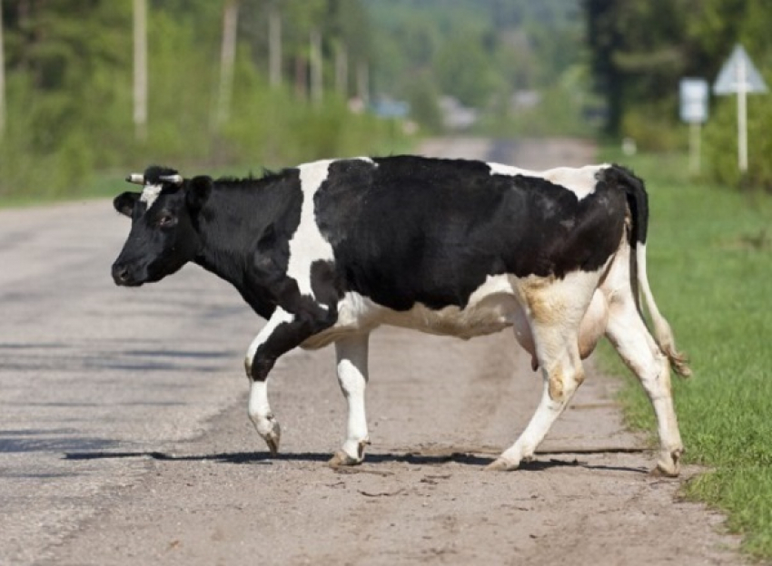 На Кубани легковушка насмерть сбила корову 