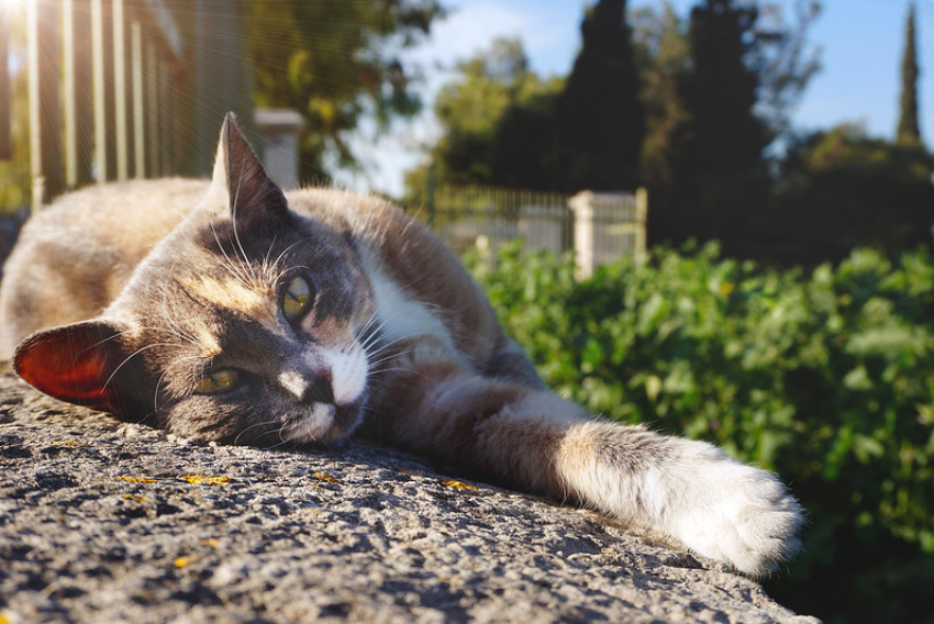 Ясный день ожидается в Краснодаре