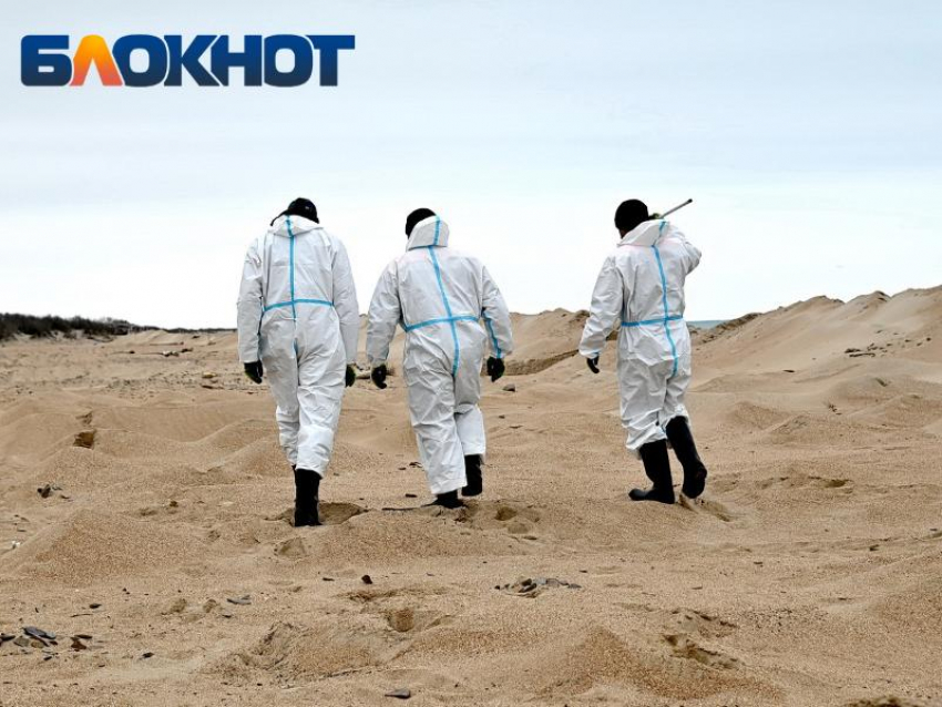 Фейк о вывозе чистого песка с побережья Анапы массово распространили в социальных сетях 