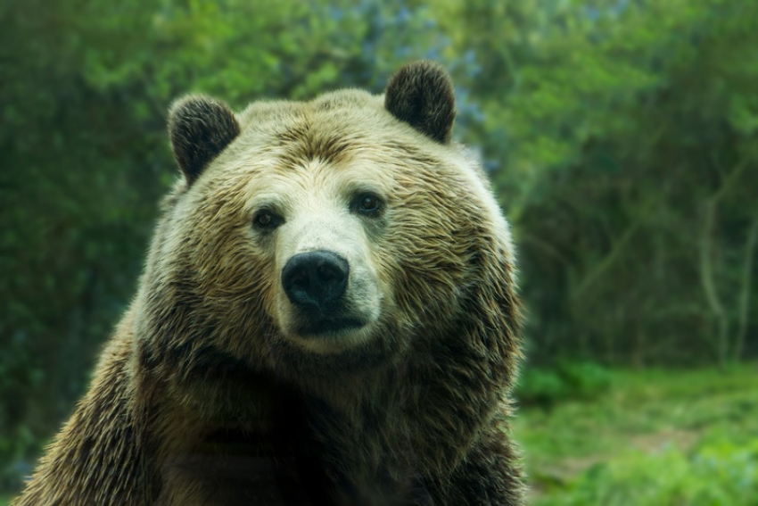 Пытавшийся вломиться в курятник медвежонок попал на видео в Сочи