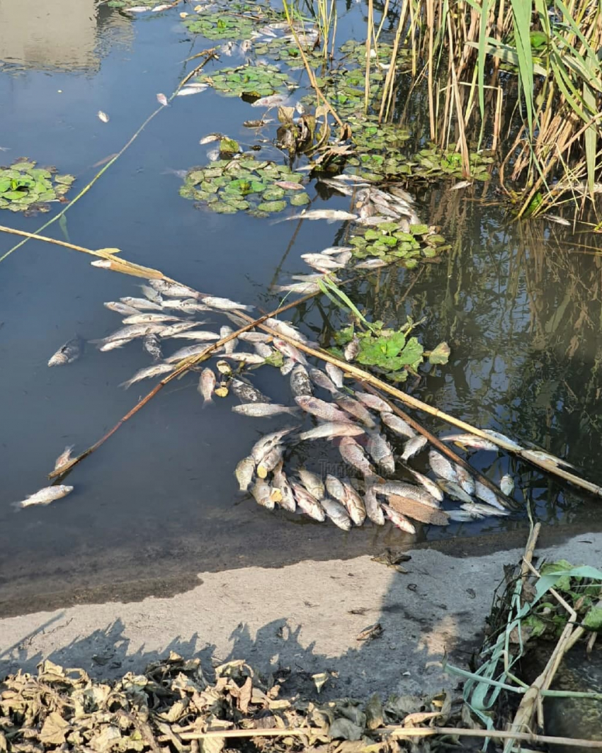 В Краснодаре в озерах гибнет рыба