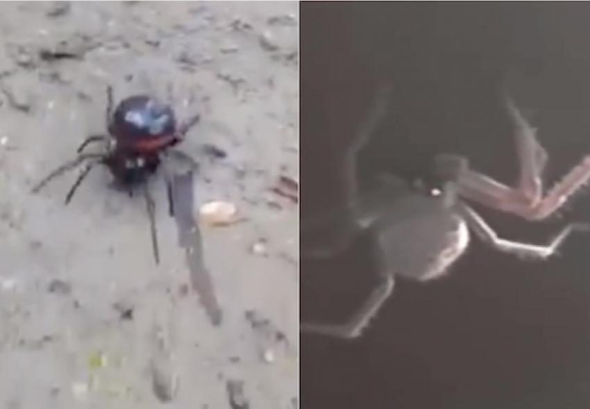 Краснодарцев напугали видео о пауках с Гидростроя
