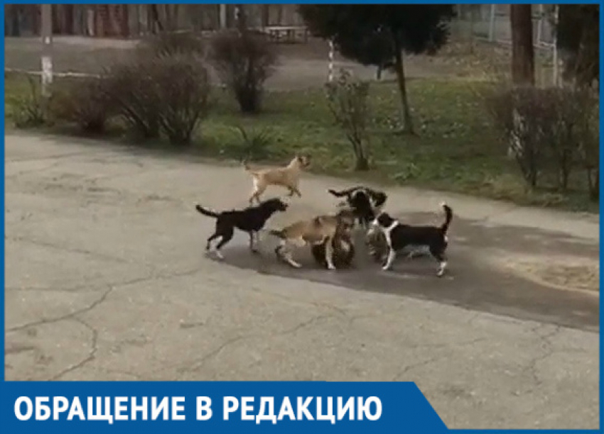 «Наши дети в опасности»: стая бродячих собак напала на школьников в Краснодаре