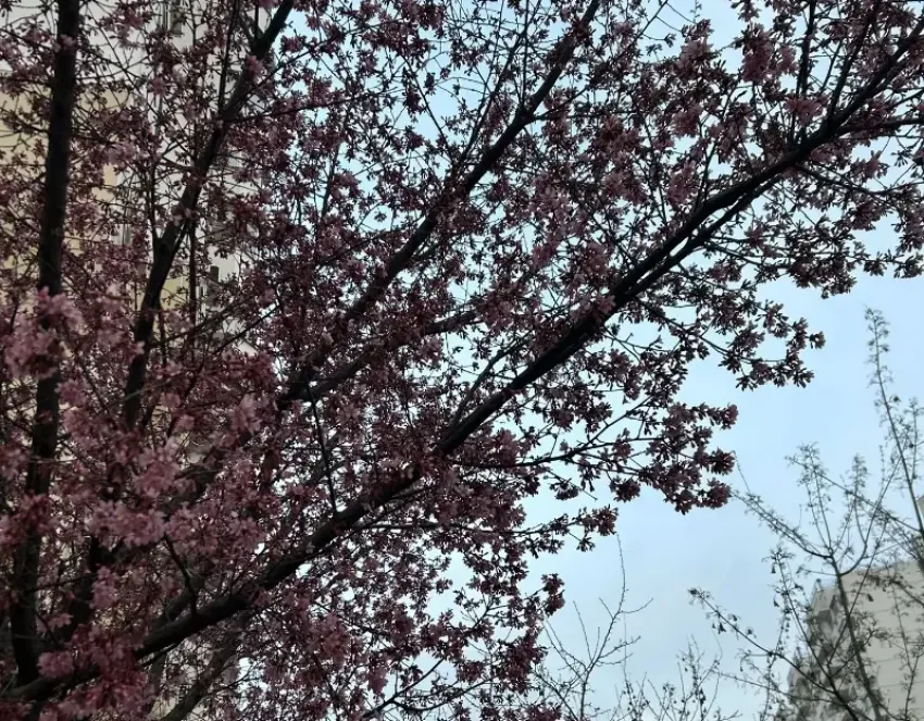 До +13 градусов прогреется воздух в Краснодаре 17 марта 