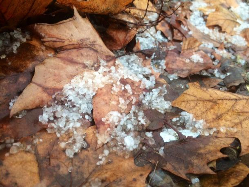 Экстренное предупреждение по заморозкам объявили на Кубани 