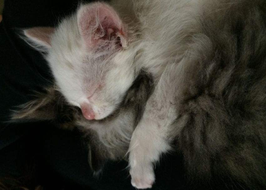 На Кубани спасли умирающего на ледяном бетонном полу котенка