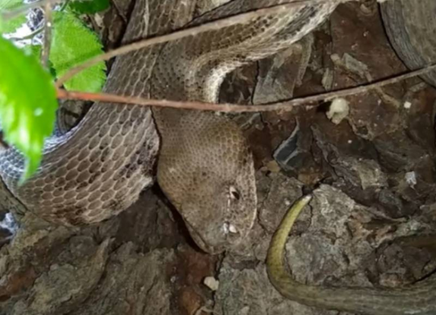 Жгут и прижигания не помогут: в Краснодаре рассказали о действиях при укусе змеи