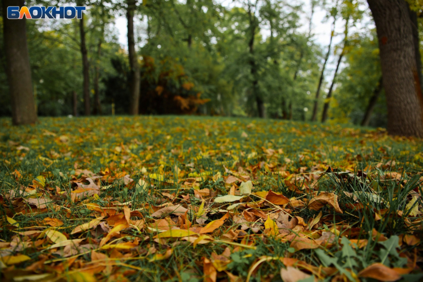 «А морозы будут?»: теплый ноябрь бьет температурные рекорды на Кубани 