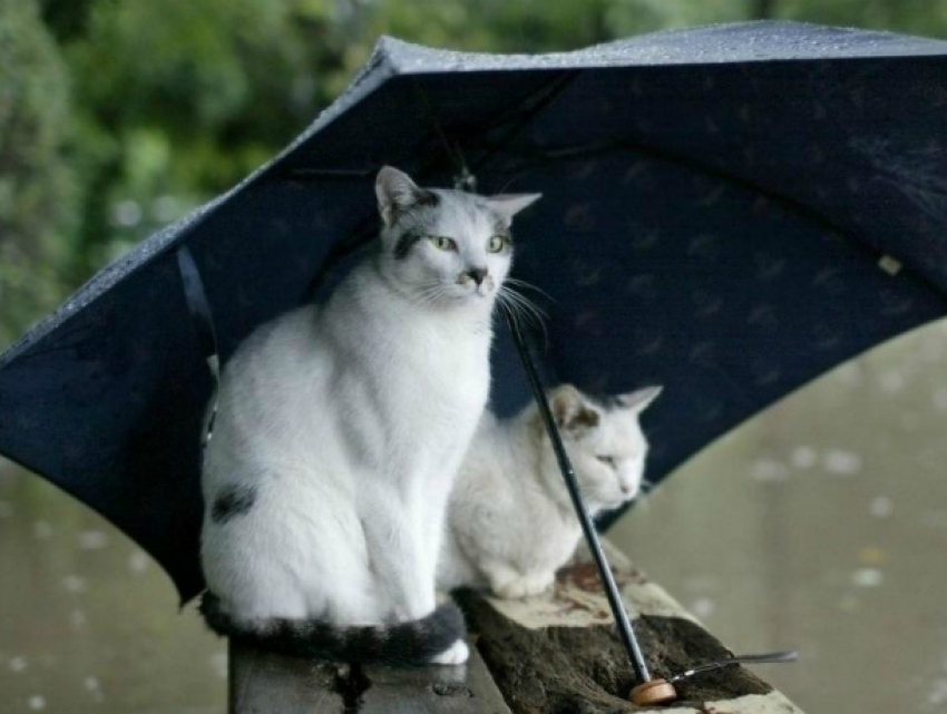 Над Кубанью небо разразится громом и сильным дождем