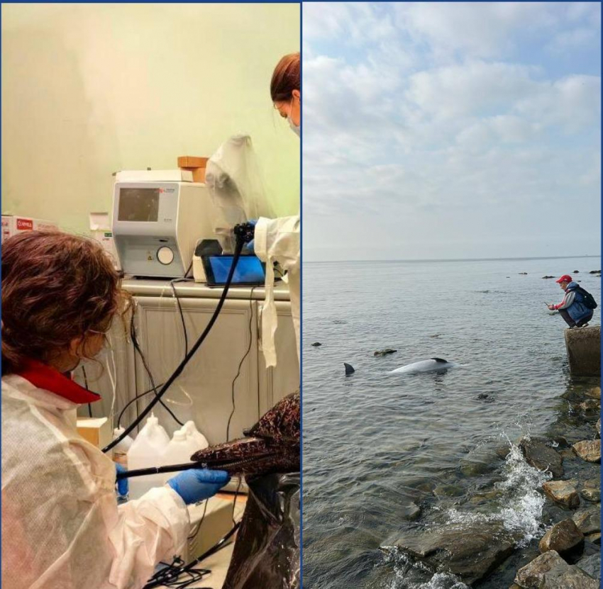 Всплеск смертности дельфинов фиксируют у берегов Анапы