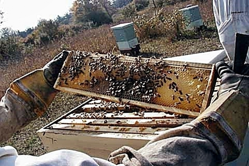 Полиция Адыгеи задержала медового грабителя