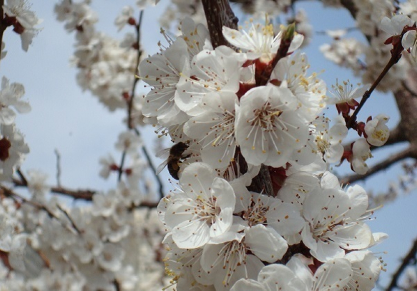 В Краснодаре из-за резкого потепления зацвели абрикосы