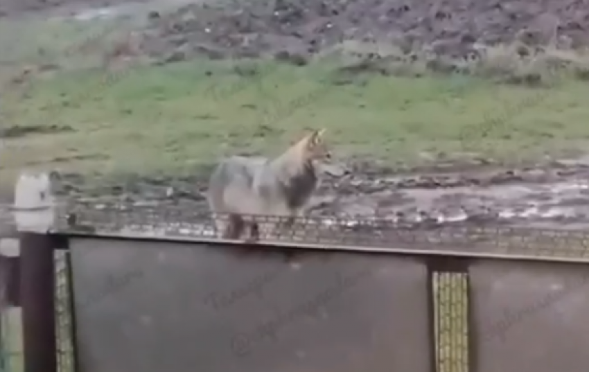 В Краснодарском крае волк забрался во двор к людям и утащил курицу