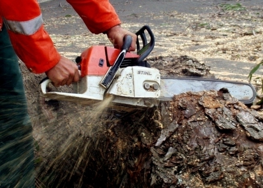 На Кубани за пять срубленных деревьев мужчину посадили на полтора года