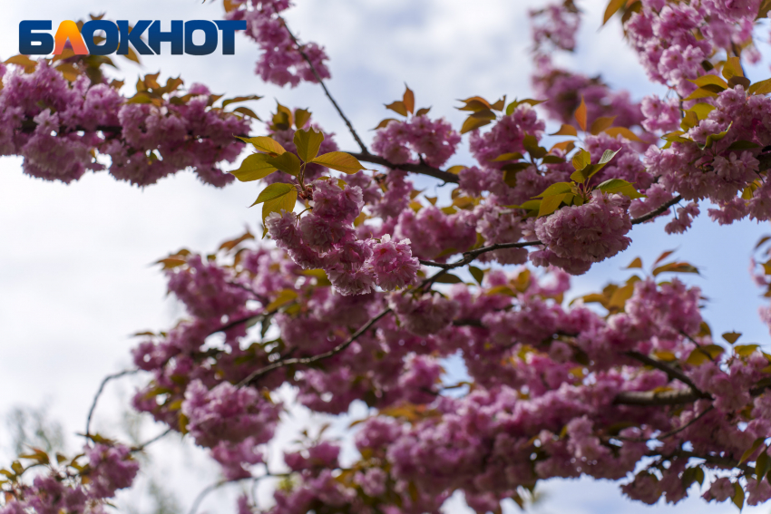 Отмечаем День танца и радуемся теплой погоде в Краснодаре: утренний дайджест от «Блокнота» 