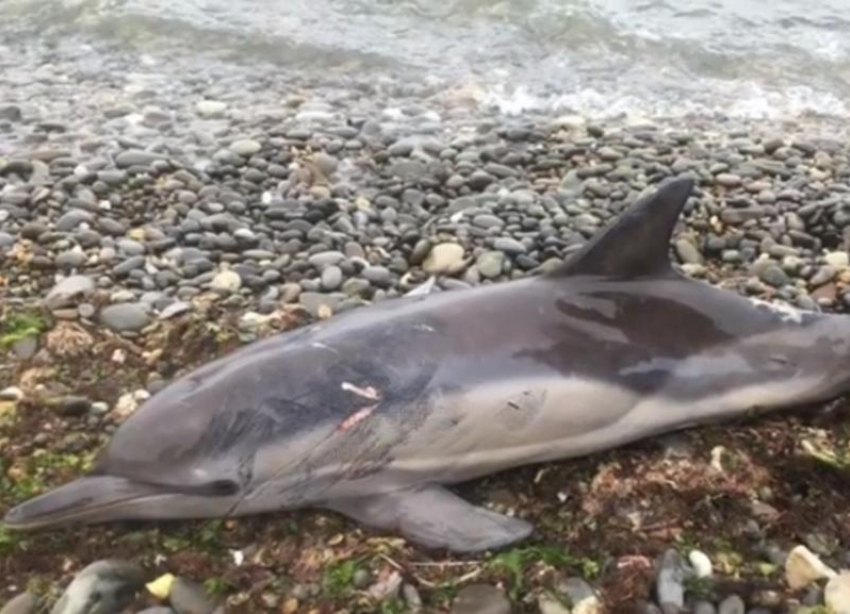 Изувеченный рыболовными сетями дельфин выбросился на берег в Новороссийске