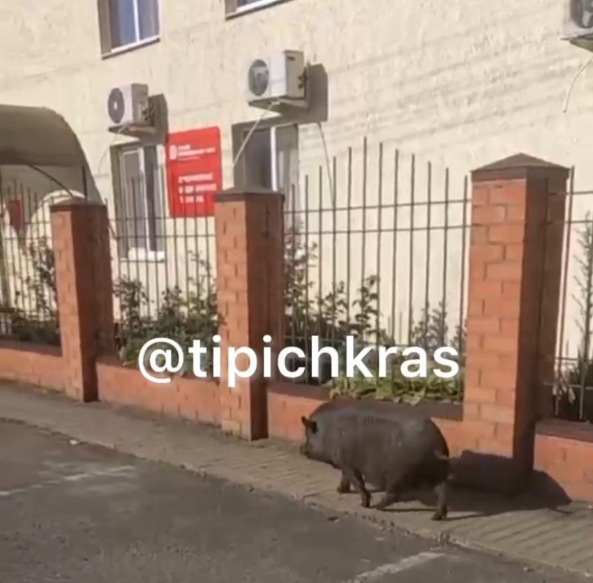 «Пришла в МФЦ оформлять вид на жительство»: чёрная свинья разгуливала по улицам Тимашевска в Краснодарском крае