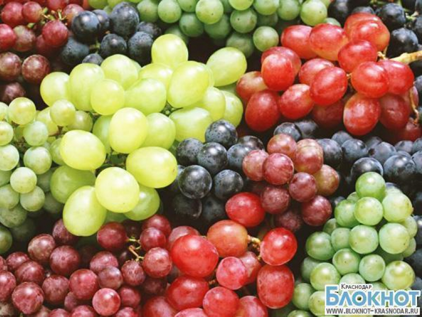 На Кубань не пустили свыше 20 тонн винограда