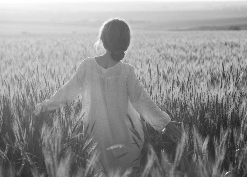 Кубанский календарь: на Кубани засеяли египетскую пшеницу