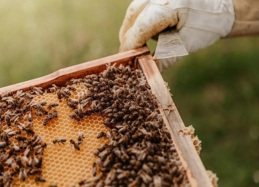 На Кубани завели уголовное дело по факту массовой гибели пчел