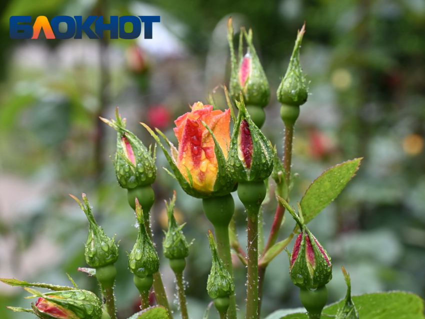 Резкое похолодание и дожди с грозами прогнозируют в Краснодаре