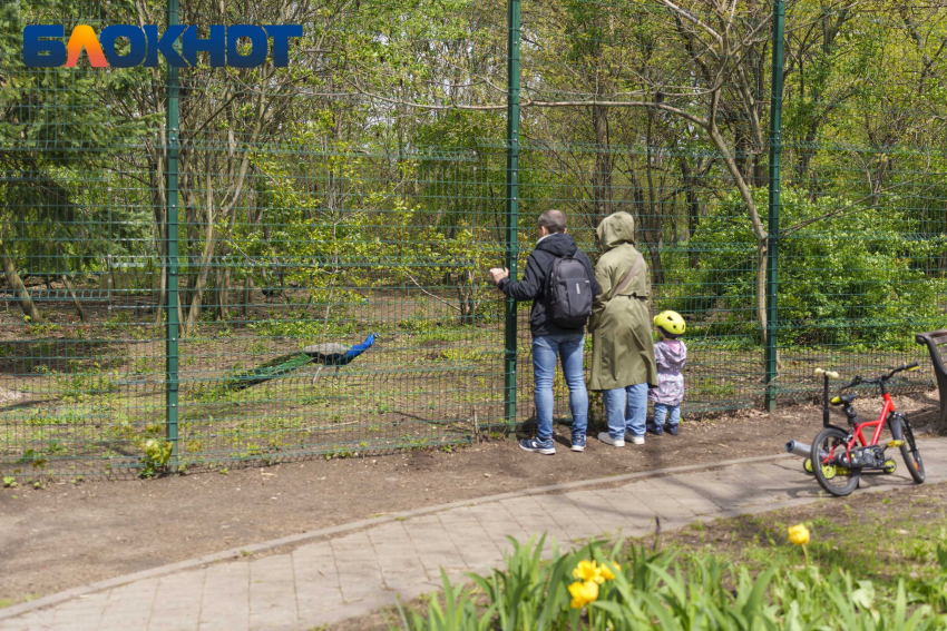 Тёплый и ветреный день ждёт Краснодар в понедельник